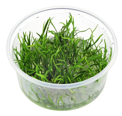 Лилеопсис бразильский (меристемное растение)